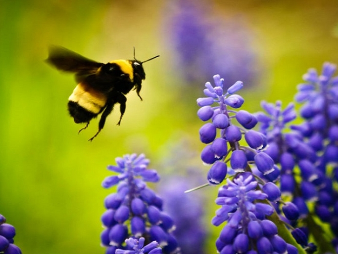 Bumblebees – the best greenhouse pollinators!