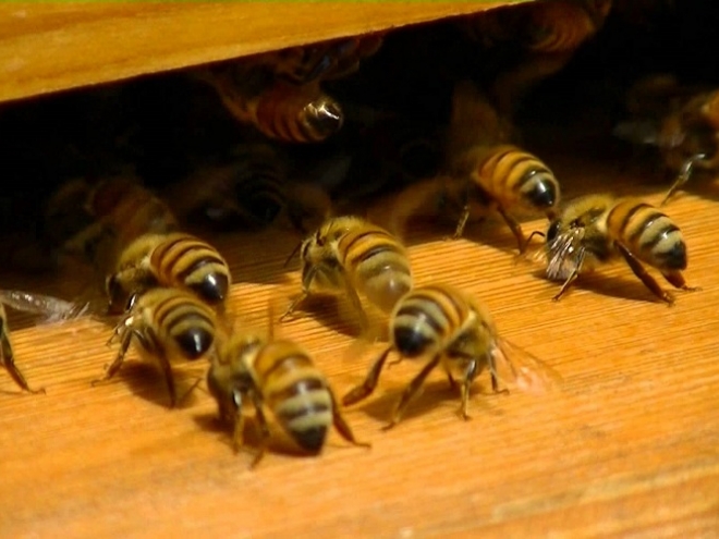 Stress can lead to Bee Colony Collapse!