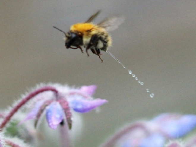 Have you ever seen a bee having a wee?