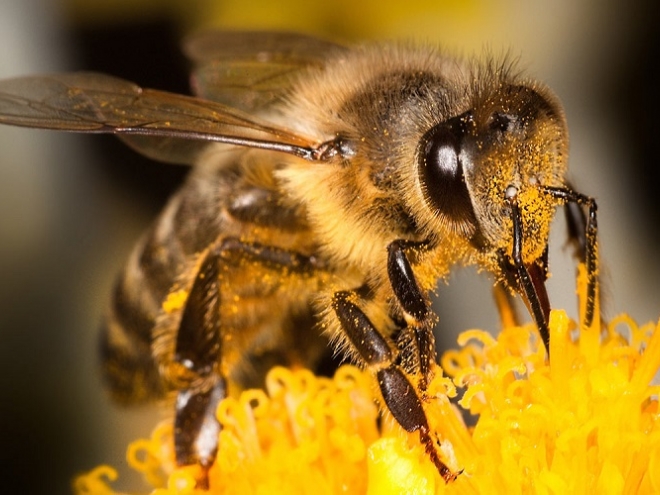 Create a bee-friendly garden