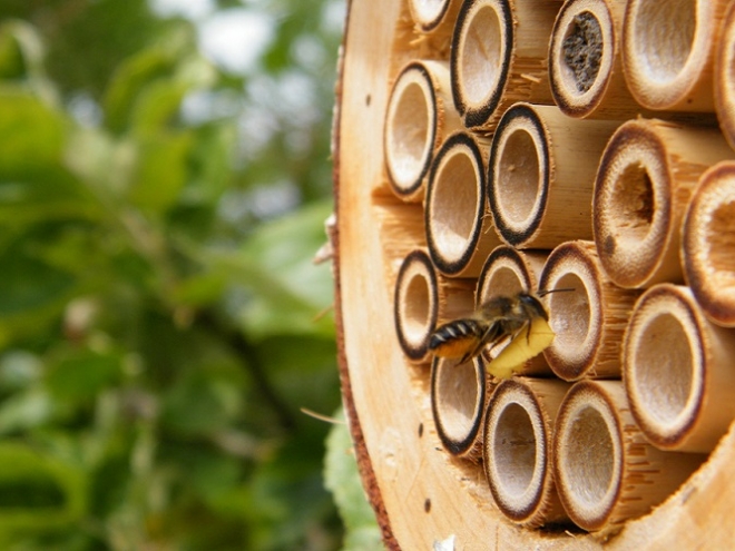 Do Bee Hotels really work?