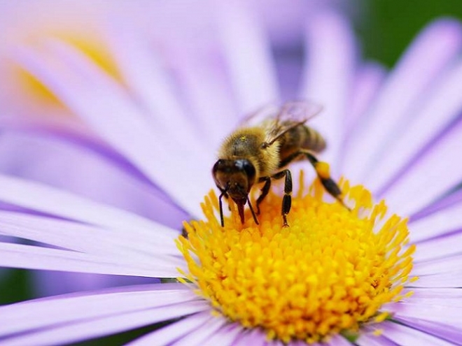 Bees get happier and more optimistic after eating a sweet treat