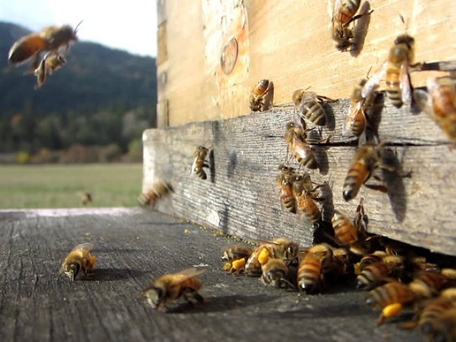 Beekeeping from passion to profession