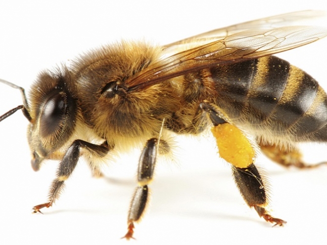 Bee anatomy: The body of the bee