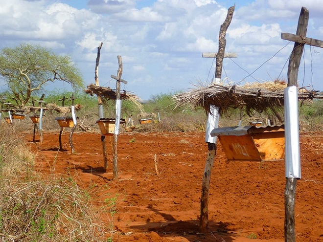 Natural solution: Bee fence in Africa save farmers and their crops