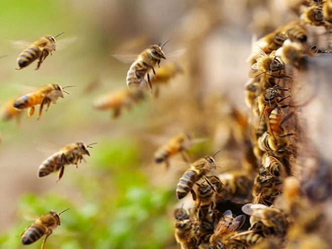 Federal Court decided, the bees have won!