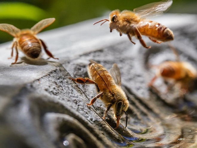 What bees do to beat the heat?