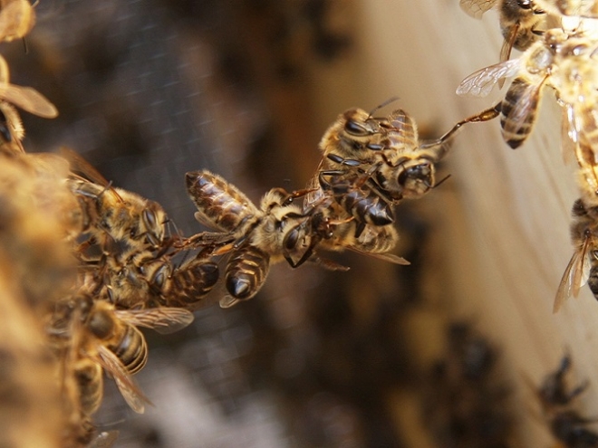 Festooning: how bees layout and build comb