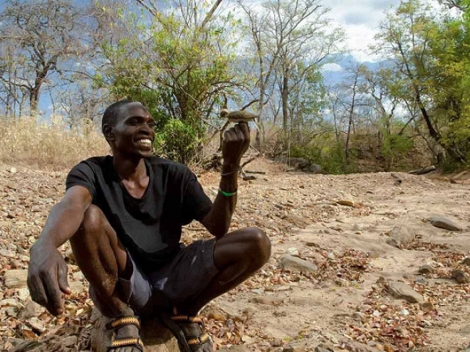 Wild honeyguide bird helps to locate honey-rich bees’ nests!