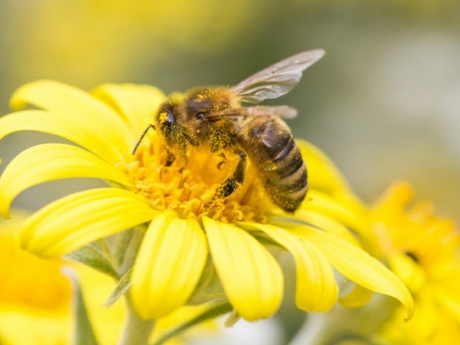 Types of honey bees