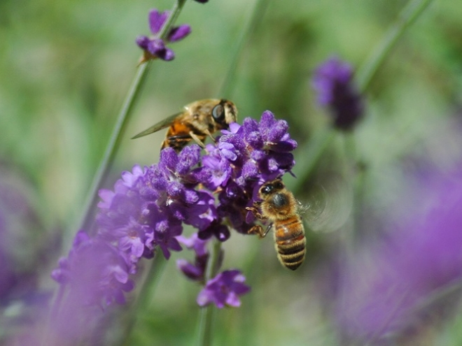 Flowers’ Aroma can calm the most aggressive of bees!