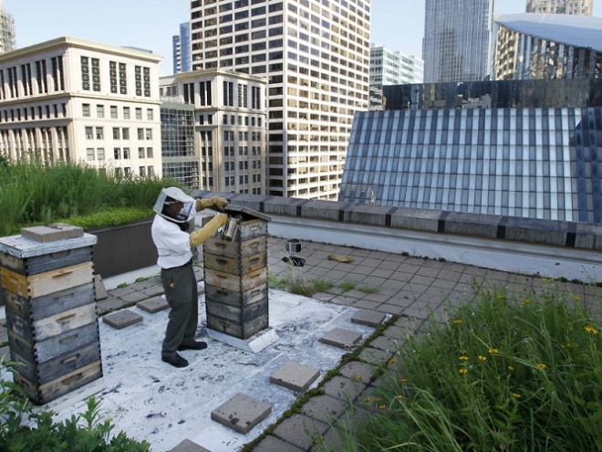 Urban beekeeping keeps cities healthy