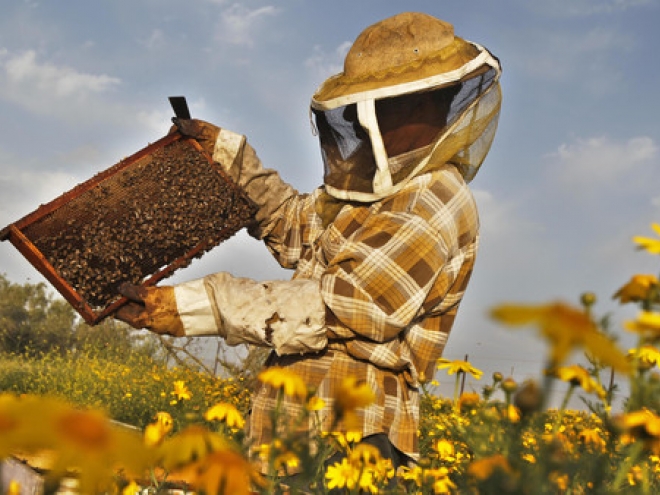 Honey production in the United States is falling again