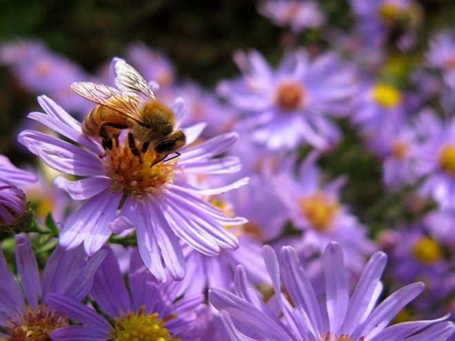 Honeybees work harder just before it’s going to rain!