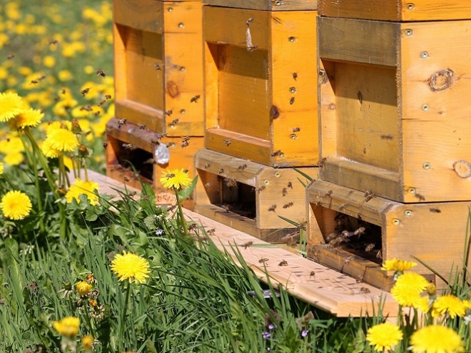 Amazing bees: they learn and teach like humans do!