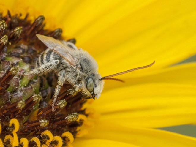 Bees are much smarter than we might think