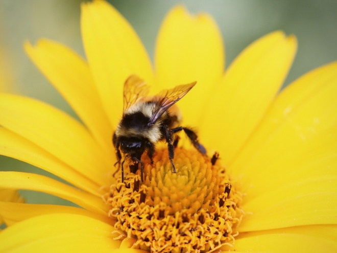 No sick day for bees: They’re excellent workers even when they are ill!