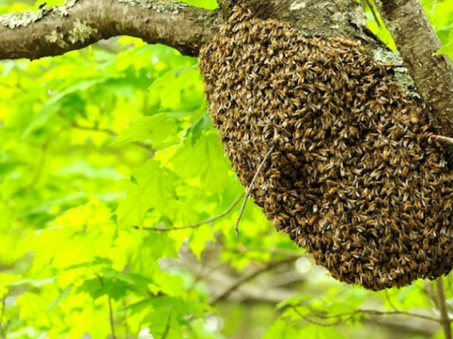 Swarming Bees: What’s it all about?
