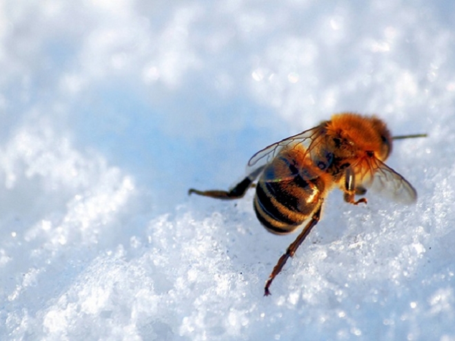 Best tips for getting your honeybees ready for winter!
