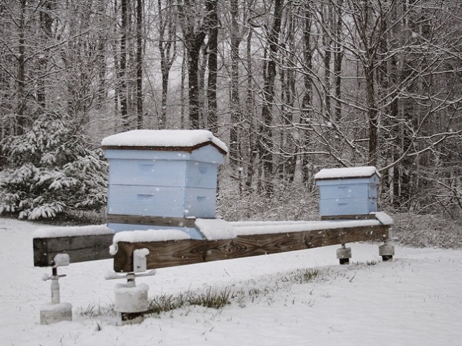 How honey bees keep warm in winter?