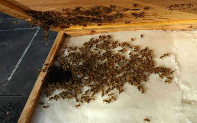 Winter feeding of honey bees: Yes or No?