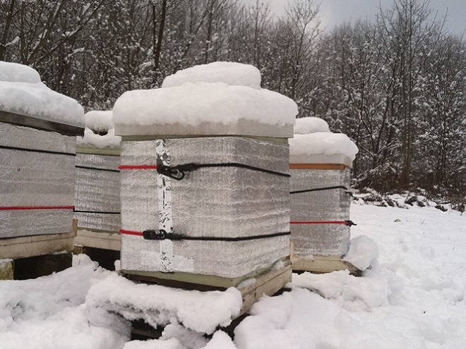 Seven ways to check on your hive during winter