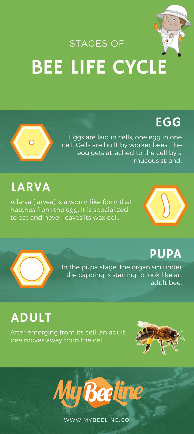 bee life cycle