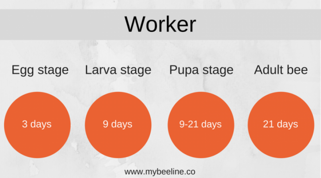 worker bee life cycle