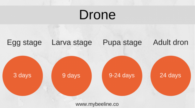 Drone bee life cycle