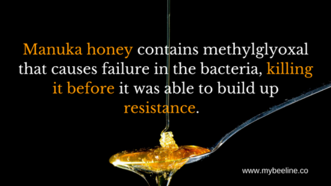 manuka honey kill bacteria
