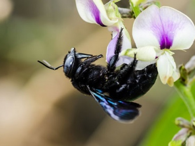 Carpenter-Bee jpg