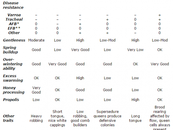 comparison of bees