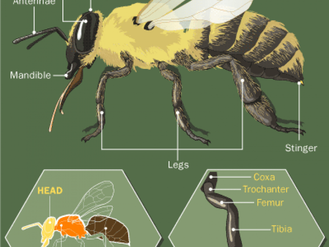 honey-bee-anatomy2