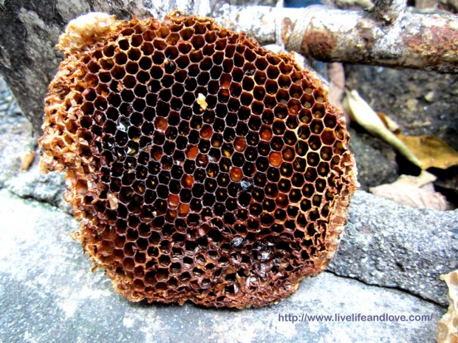 Hexagonal Beehive closeup