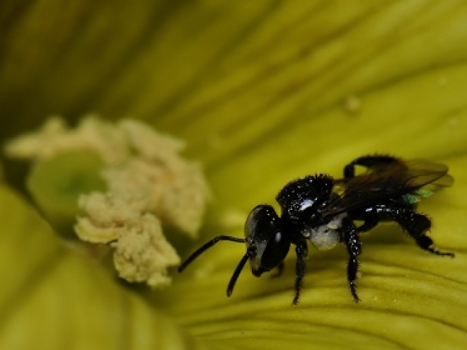 native-bee